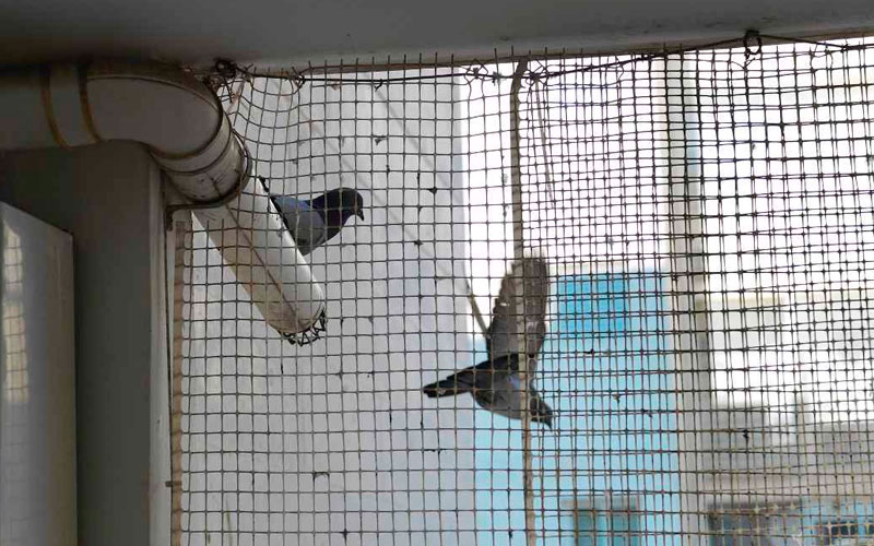 Bird Net