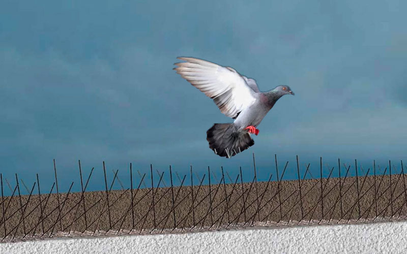 Bird Spike